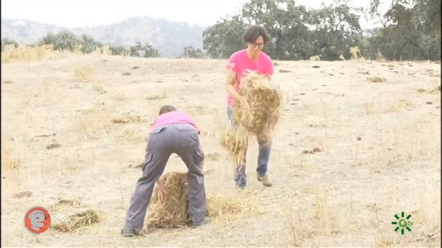 Programa #EnRed: Ganaderas en Red смотреть онлайн