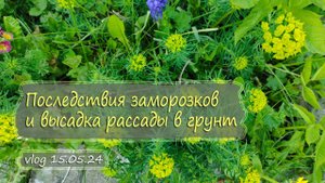 Последствия заморозков. Высадка подмерзшей рассады в грунт | Дача как есть Vlog 15.05.2024