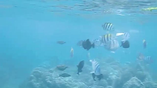 Casio Ex-G1 Underwater смотреть онлайн