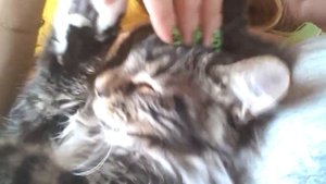 Мейн Кун, котёнок 3 месяца.