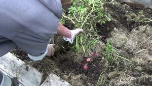 Вырастили картофель из семян. Показываю урожай. Расскажу о неудачах и успехах