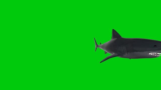 Акула на зеленом фоне хромакей смотреть онлайн