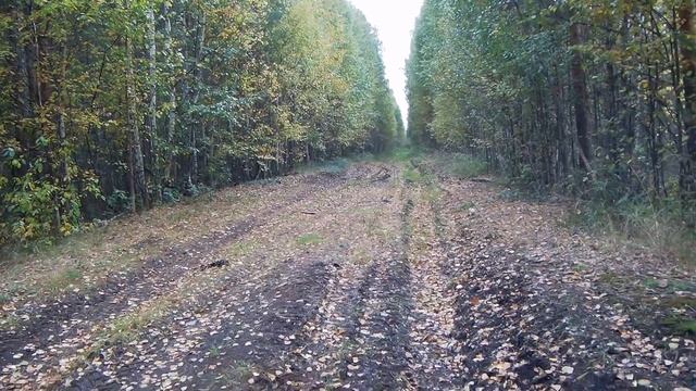 Грибы в сентябре смотреть онлайн