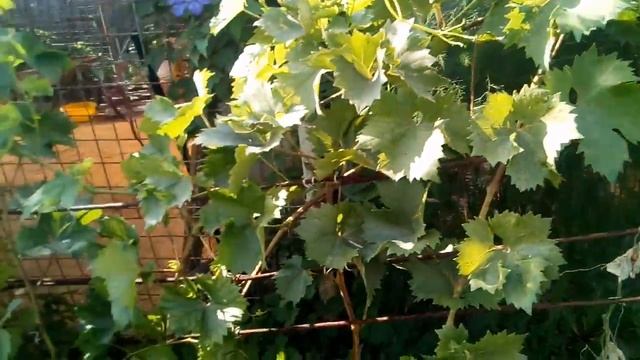 Виноград Восторг идеальный 2018 09 02 смотреть онлайн