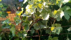 Виноград  Восторг идеальный 2018 09 02