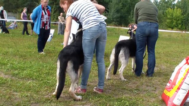 Тверь 2013, кобели юниоры смотреть онлайн