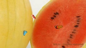 Арбуз обыкновенная Янтарный ? обыкновенная арбуз Янтарный обзор: как сажать, семена арбуза Янтарный