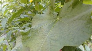 Шток роза или мальва.