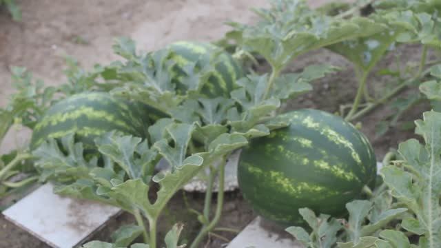 Арбузы и дыни в открытом грунте. Часть 4. (28.07.21)