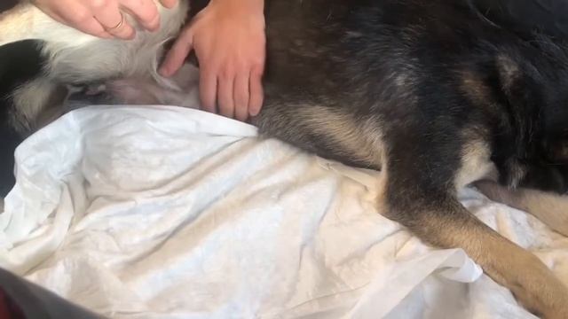 Отжимание мочевого пузыря собак и кошек смотреть онлайн