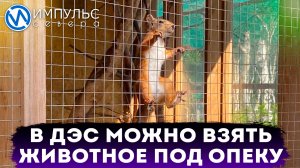 В новоуренгойском мини-зоопарке ДЭС можно взять животное под опеку