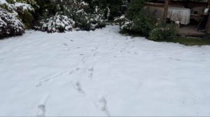 Розы и морозы. На Урал пришла зима!