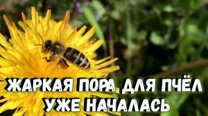 Жаркая пора для пчёл уже началась