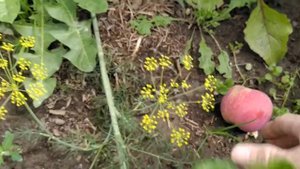 ЯБЛОНЯ В СИБИРИ/ЗИМОСТОЙКИЙ СОРТ ЯБЛОНИ