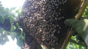 Рой привился.., все бы так!