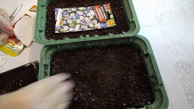УСПЕЙТЕ ПОСЕЯТЬ.НЕМЕЗИЯ И НОЛАНА ПОСЕВ СЕМЯН НА РАССАДУ. ПРАВИЛЬНЫЙ ПОСЕВ.ЗАГЛУБЛЯТЬ ИЛИ НЕТ.