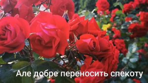 Троянда Райнаупарк Rheinaupark- канадка, яка переносить спекоту півдня.
