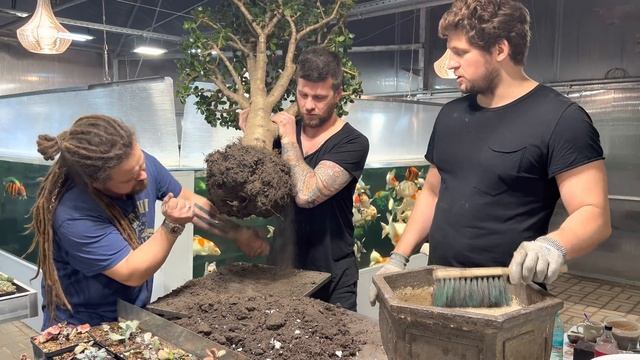 ДЕНЕЖНОЕ ДЕРЕВО 100ЛЕТ!? ПЕРЕСАДКА В КЕРАМИЧЕСКИЙ ГОРШОК 30Л CRASSULA OVATA КРАССУЛА ТОЛСТЯНКА