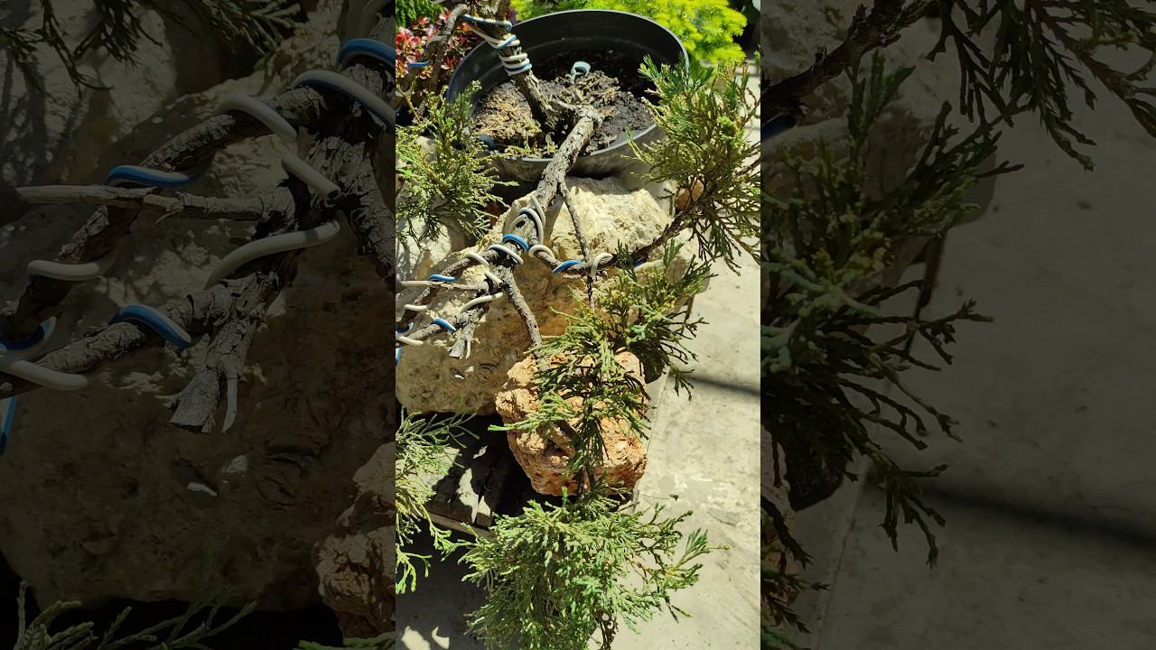 немного под формировали можжевельник Андорра компактна #сад #garden #дача