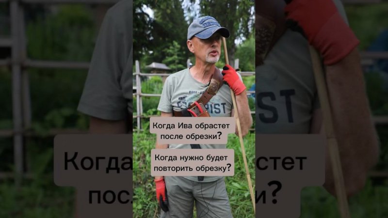 Когда ива обрастет после обрезки? #бонсай #bonsai #ниваки #андрейдарусенков #сад #ива