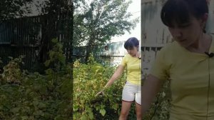 Черная смородина в августе: обрезка, подкормка, обработка от болезней и вредителей
