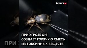 #briefly - Жук-бомбардир