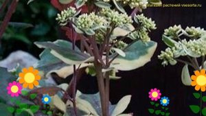 Очиток видный Айс Руффлс. Краткий обзор, описание характеристик sedum spectabile Ice Ruffles
