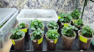 Как сохранить Петунию зимой до весны. Мой уход за петунией в домашних условиях. Подготовка к зиме.