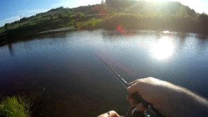 Ловля уклейки