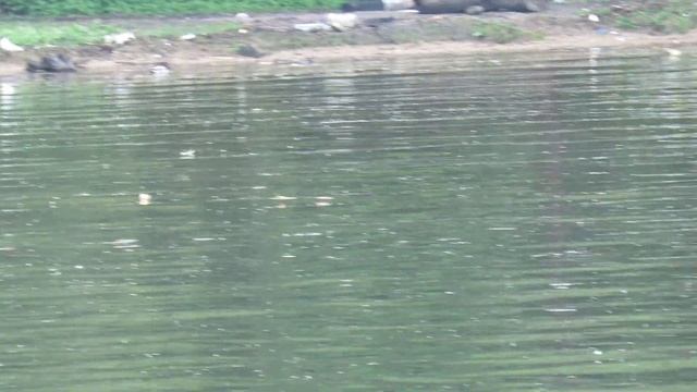 Пляж. Химки, Левый берег. смотреть онлайн