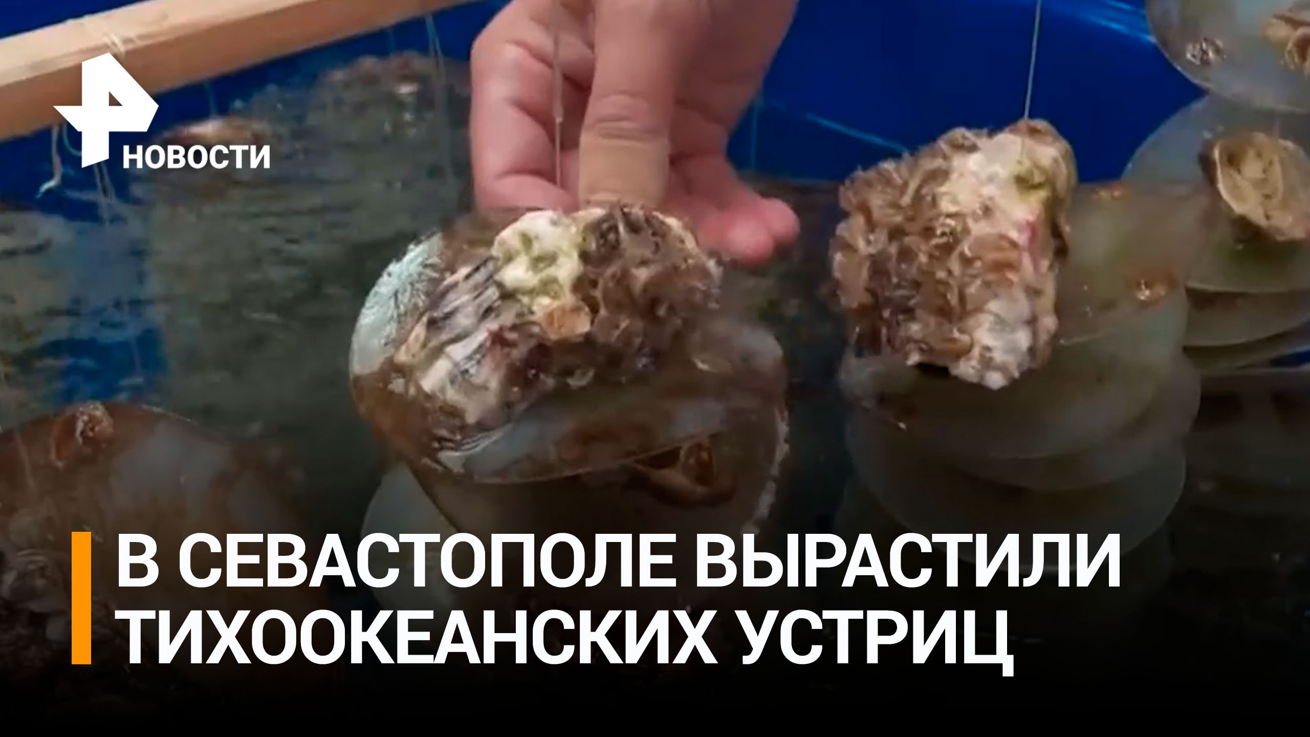 Ешь ананасы и устрицы жуй: российские ученые вырастили тихоокеанского моллюска прямо на ферме / РЕН