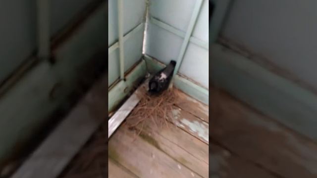 Голуби снесли яйца на балконе (2-й раз) смотреть онлайн