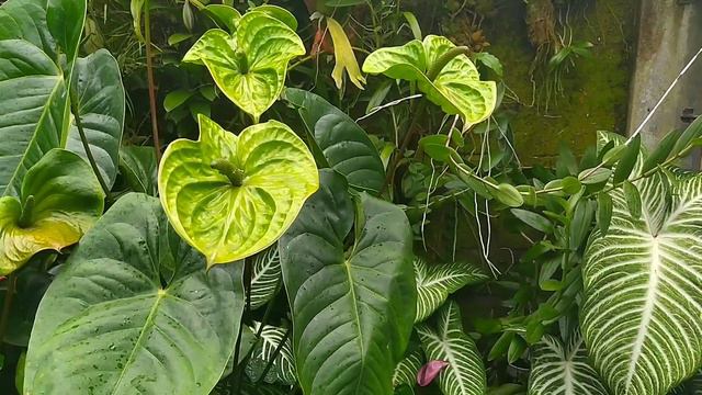 Anthurium bunga | Update harga Juli 2022 смотреть онлайн