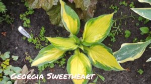 Хоста сорт Georgia sweetheart в июне