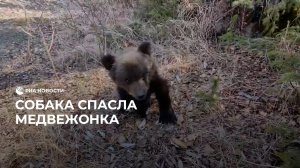 Собака спасла медвежонка