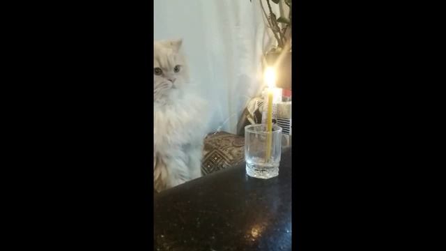 Пухи пытается потушить свечку и... не вышло!