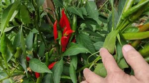 КАЙЕНСКИЙ ОСТРЫЙ ПЕРЕЦ. ПАРАЗИТЫ В КРОВИ.