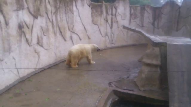 18.05.2013 ЖЕСТЬ РИГА ЗООПАРК смотреть онлайн