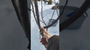 Обрезка яблони. Сорт Конфетная.