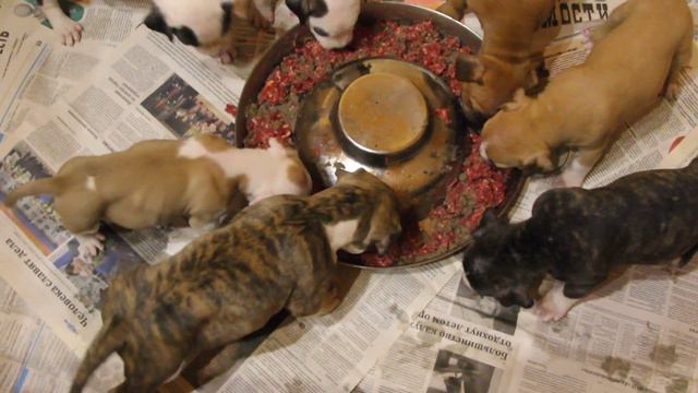 Питомник амстаффов " GaidJewel's ". Ужин деток. Наш сайт www.gjkennel.com