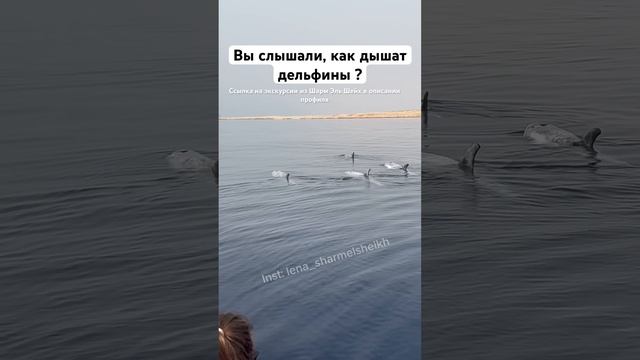 Вы слышали, как дышат дельфины? #экскурсиившармэльшейх #красноеморе #дельфины
