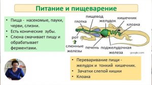 8й класс; Биология; "Позвоночные животные. Класс Пресмыкающиеся"