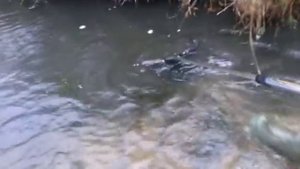 Как быстро наловить живца для рыбалки