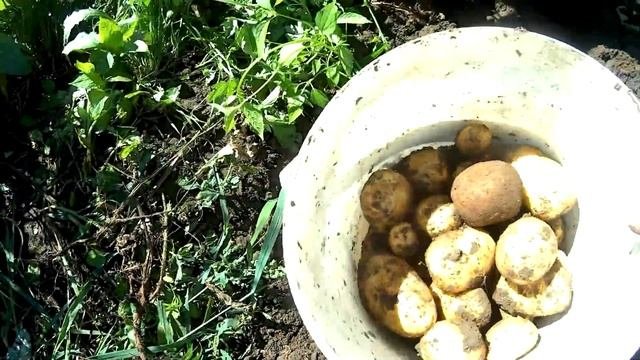 Копаем картошку, урожай радует.