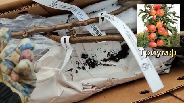 Саженцы из Гаршинки. Огромная посылка.
