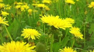 Варенье из цветов одуванчика. Чем полезно варенье из одуванчиков