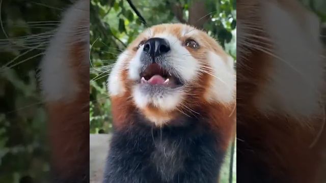 Cute and endangered red panda.
