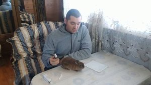 Чем лечить уши у кролика: Ушной клещ