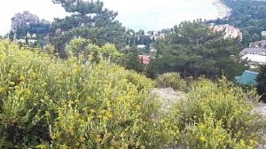 Гурзуф (серия 2) / Урочище Болгатура, цены в маркете продуктов ПУД.