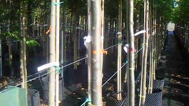 Sap Trees Tilia platyphyllos 10-12cm girth смотреть онлайн